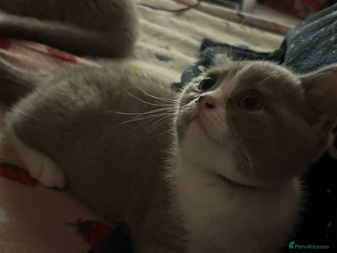 British Shorthair cats for sale: British short hair boy still available - Image 21