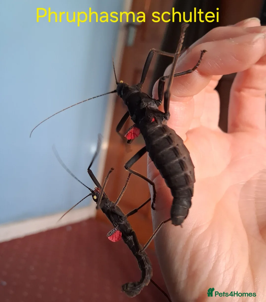 Stick Insects invertebrates for sale: Stick Insect Nymphs and Eggs for Sale - Advert 2