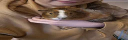 Guinea Pig rodents for sale: 5 beautiful male guniapigs  in Basingstoke - Advert 12
