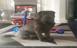 Shar Pei dogs for stud: Shar pei for stud - Image 9