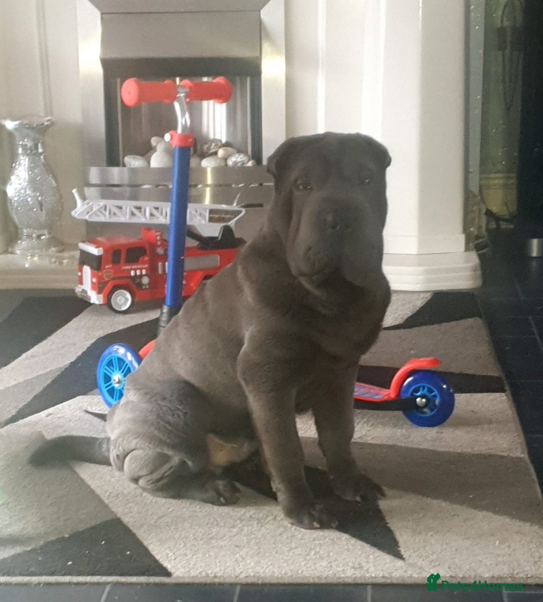 Shar Pei dogs for stud: Shar pei for stud - Image 9