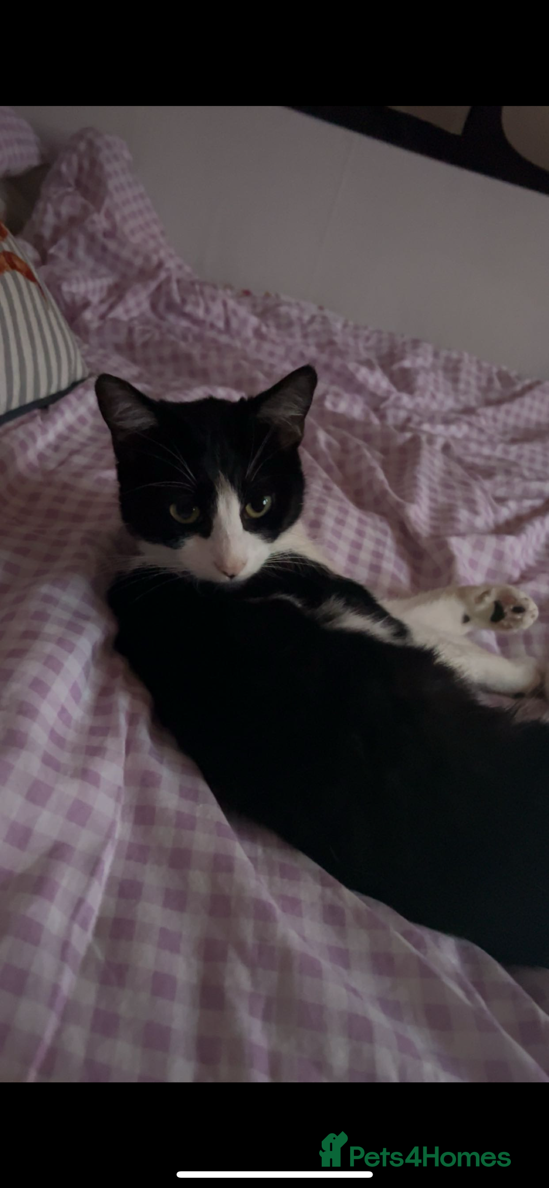 Mixed Breed cats for sale: Two 9 month old kittens - Advert 6