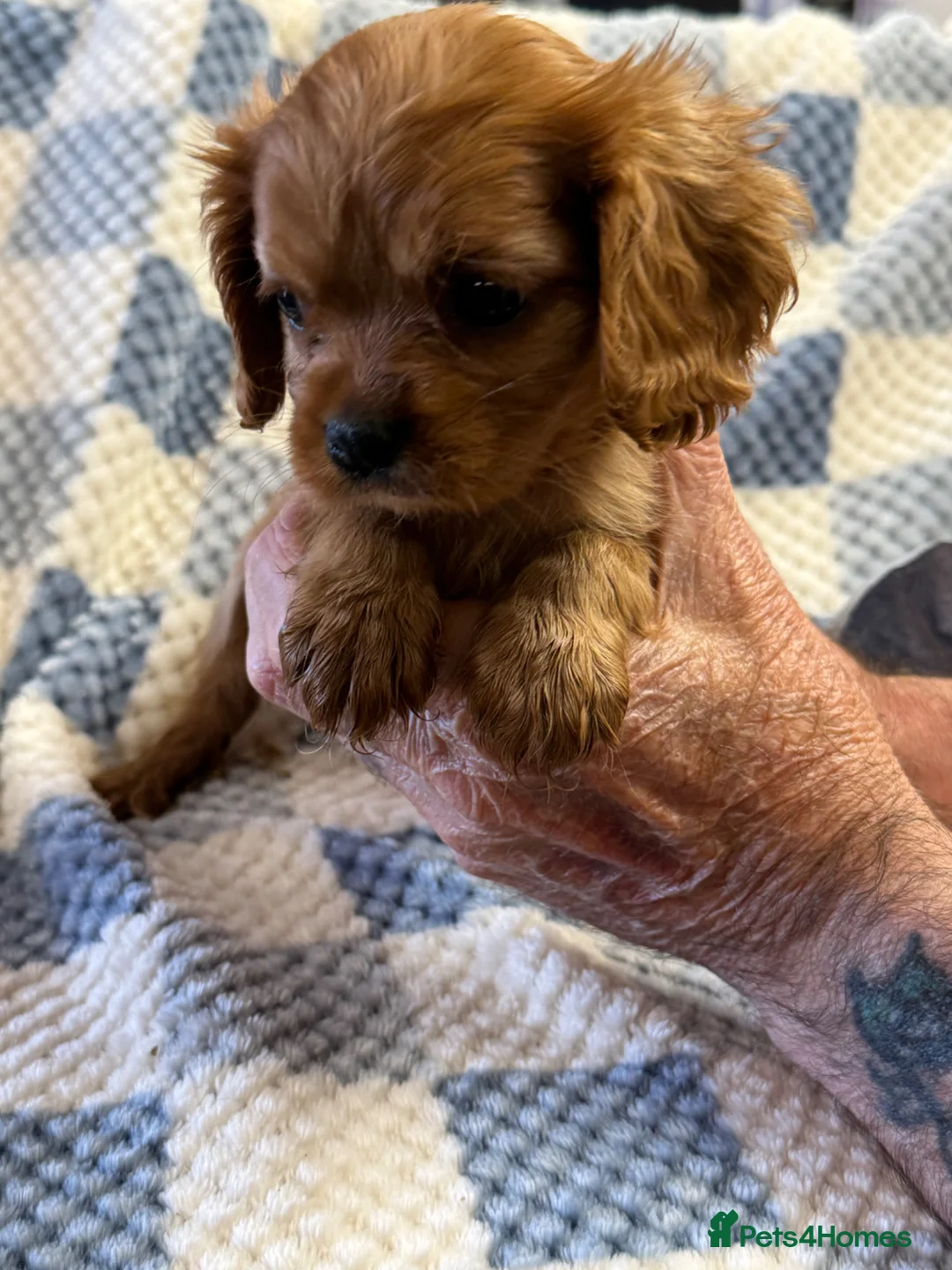 Cavalier King Charles Spaniel dogs for sale: Cavalier King Charles puppies  - Advert 1