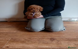 Cockapoo dogs for sale: Cockapoo puppies  - Image 12