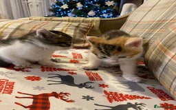 Mixed Breed cats for sale: Male tabby and Calico female  - Advert 8