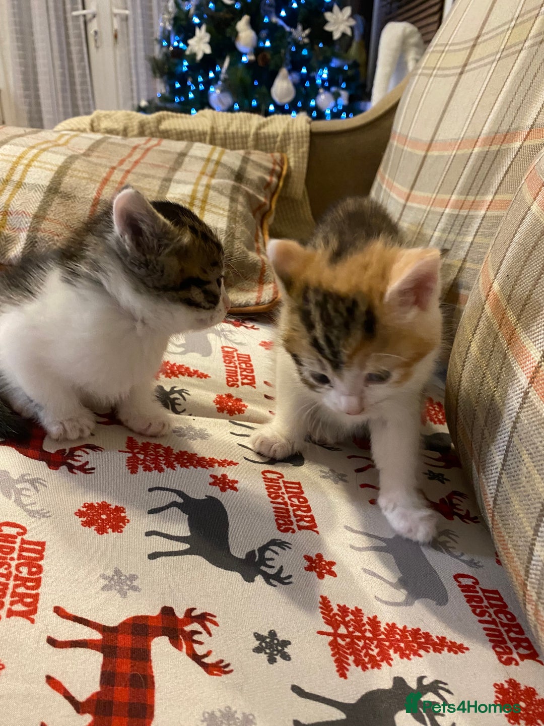 Mixed Breed cats for sale: Male tabby and Calico female  - Advert 8