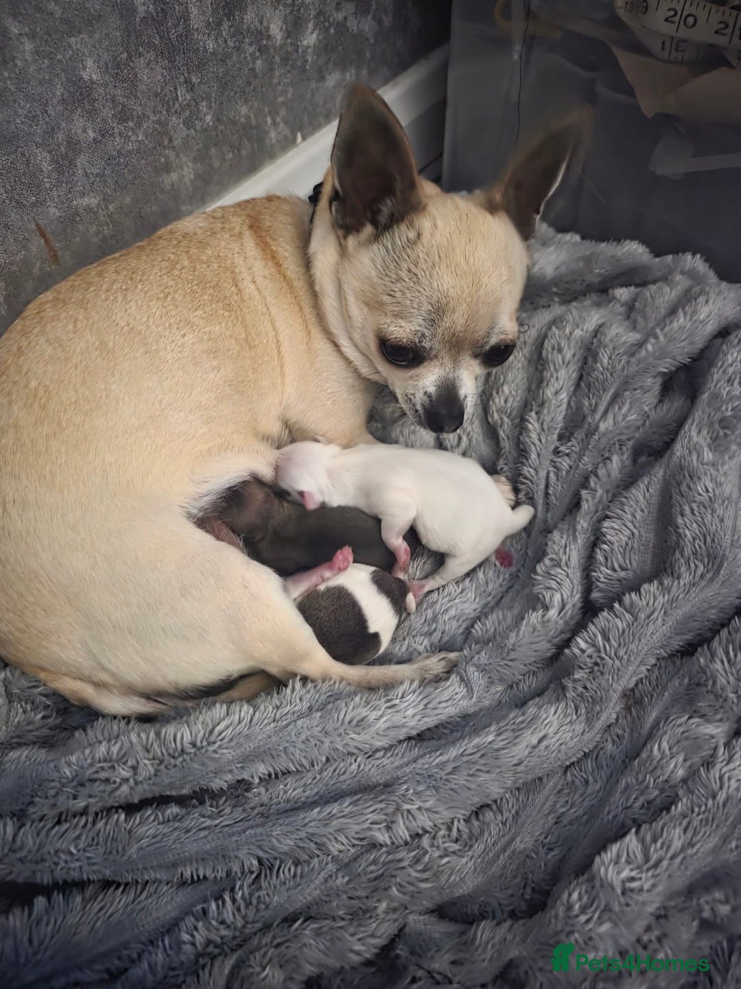 Chihuahua dogs for sale: Tiny ** Chihuahua Puppies for Sale  - Image 7