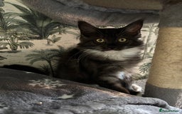 Maine Coon cats for sale: REDUCED gorgeous Maine coon /Ragdoll kittens  - Image 12