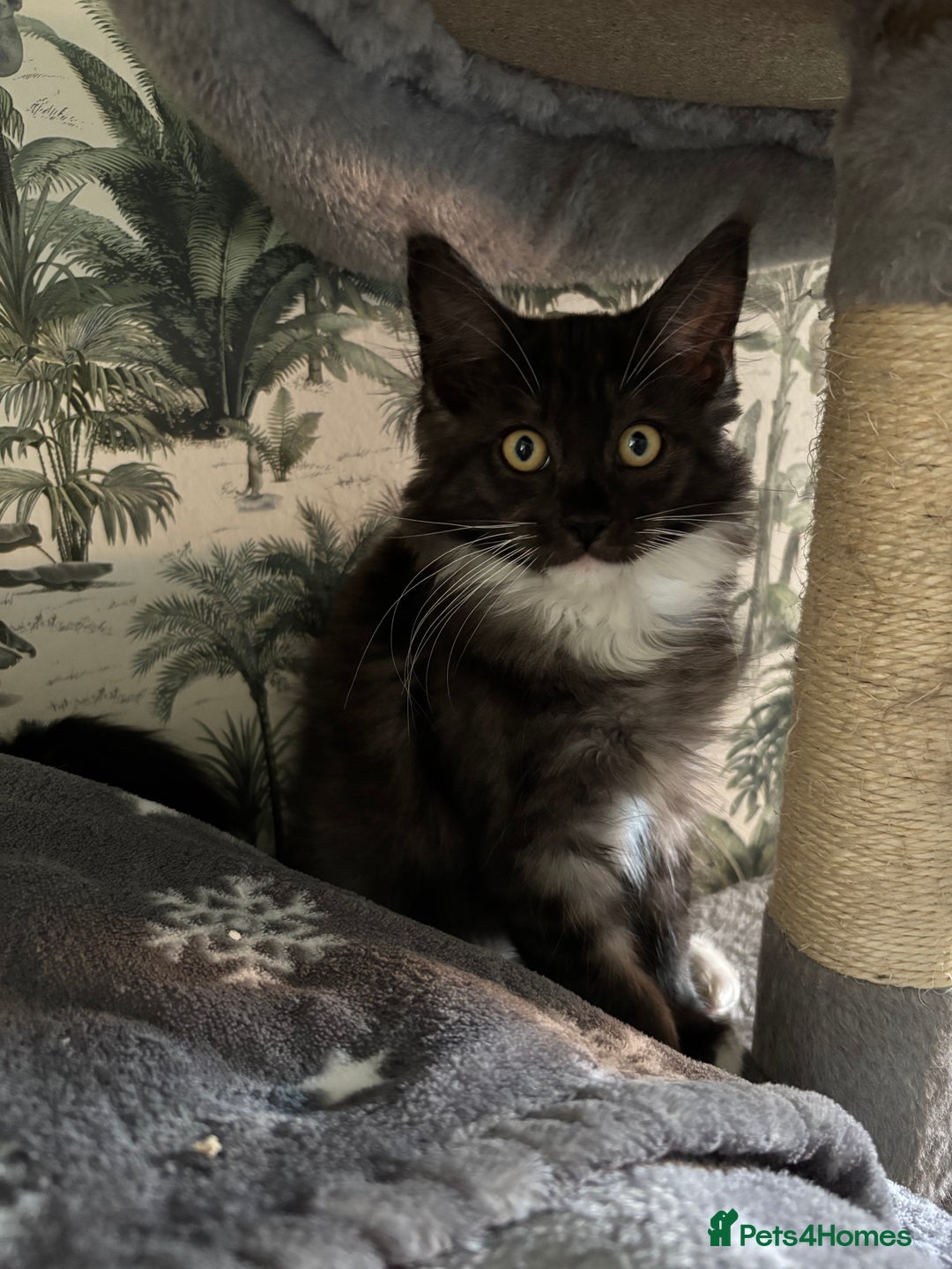 Maine Coon cats for sale: REDUCED gorgeous Maine coon /Ragdoll kittens  - Image 12