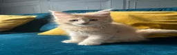 Maine Coon cats for sale: Gccf pedigree Maine coon kittens  - Advert 13