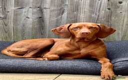 Hungarian Vizsla dogs for sale: KC registered Hungarian Vizsla puppies for end Aug - Image 8
