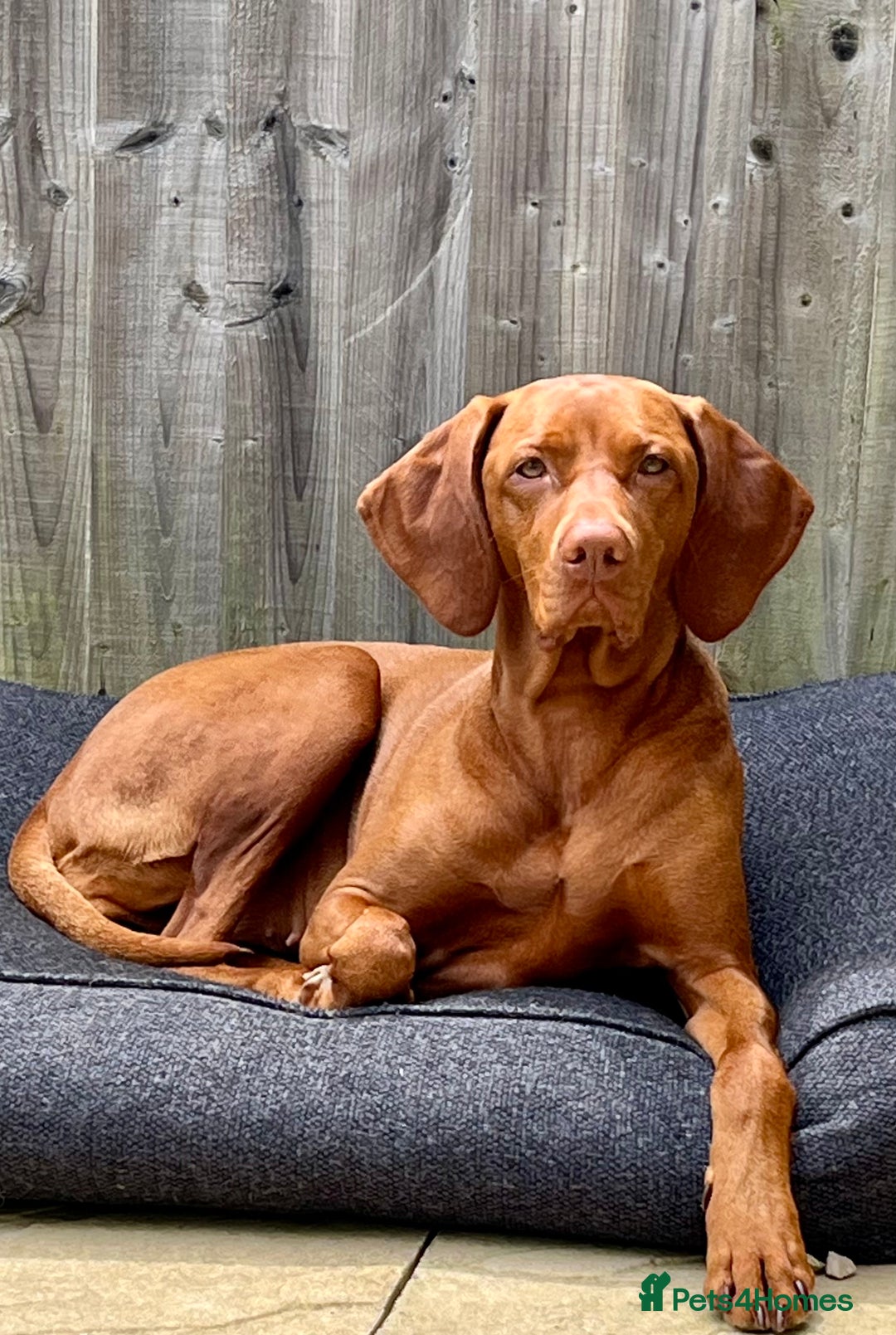 Hungarian Vizsla dogs for sale: KC registered Hungarian Vizsla puppies for end Aug - Image 8