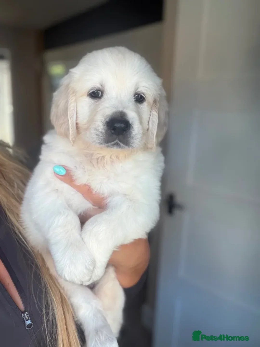 Golden Retriever dogs for sale: 1 stunning white girl KC REG TESTED PARENTS!  - Advert 1