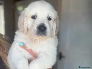 Golden Retriever dogs 1 stunning white girl KC REG TESTED PARENTS! - Advert 2