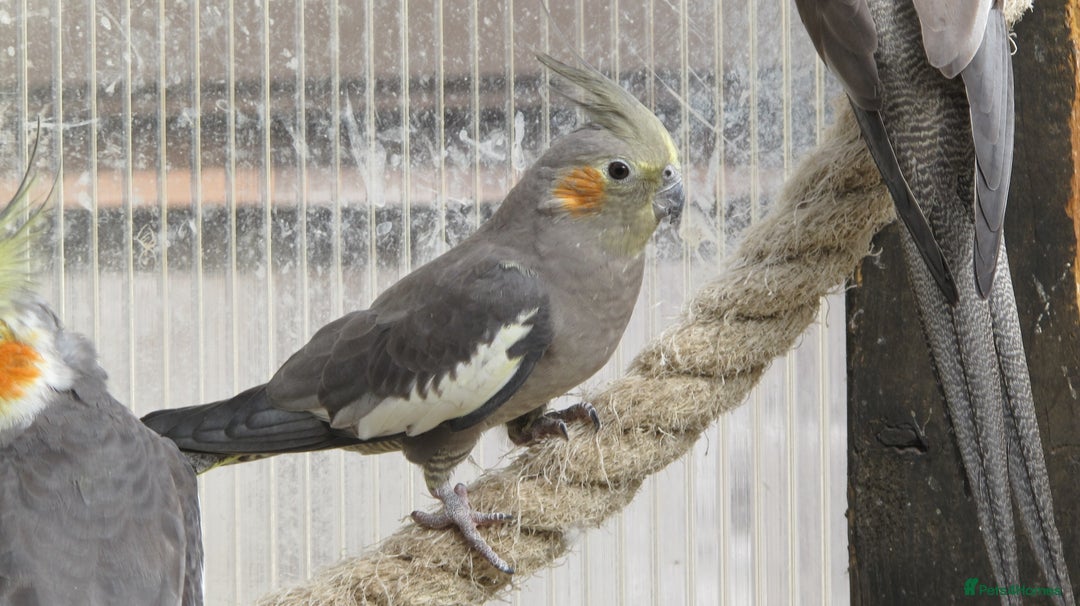 Cockatiels birds for sale: Cockatiels male & female aviary bred - Image 4