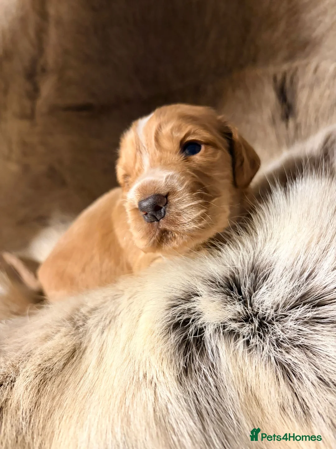 Cocker Spaniel dogs for sale: ✨ Working Cocker Spaniel pups, ready 7th March ✨ - Advert 22