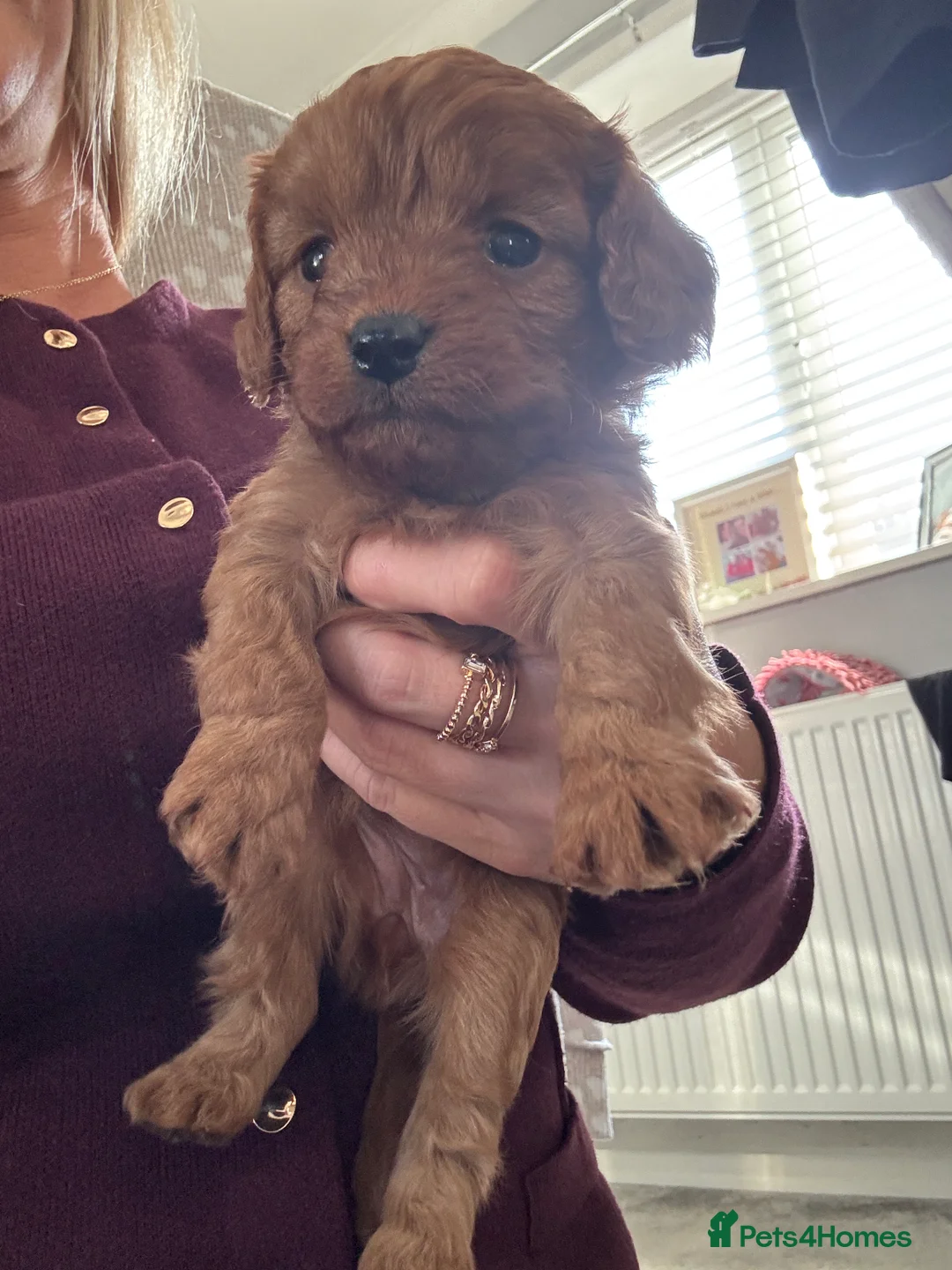 Cavapoo dogs for sale: Superb quality Cavapoo Puppies  - Advert 28