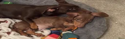 Dachshund dogs for sale: 5 beautiful pups in Pershore - Advert 14