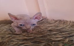 Sphynx cats for sale: Sphynx kittens - Image 7
