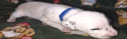 Mixed Breed dogs for sale: Dalmatian x Labrador puppies in Grimsby - Advert 13