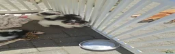 Mixed Breed dogs for sale: BEAUTIFUL POMCHON PUPS  FOR SALE - Advert 2