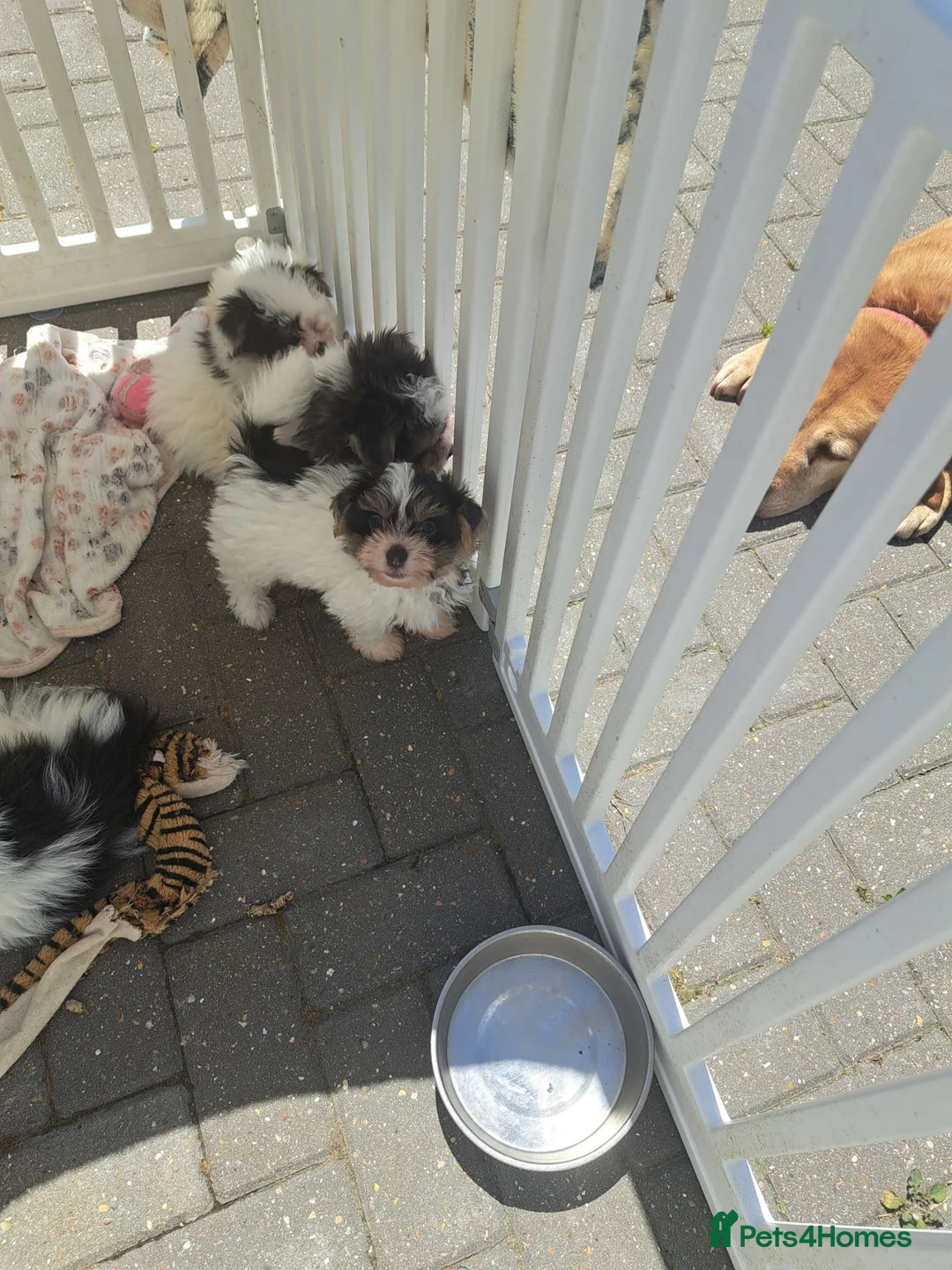 Mixed Breed dogs for sale: BEAUTIFUL POMCHON PUPS  FOR SALE - Advert 2
