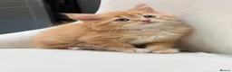Maine Coon cats for sale: 🧡fluffy Ginger Maine Coon ready for a loving home - Advert 5