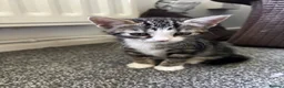 Mixed Breed cats for sale: 4 beautiful kittens, ready today, amazing mix  - Advert 28