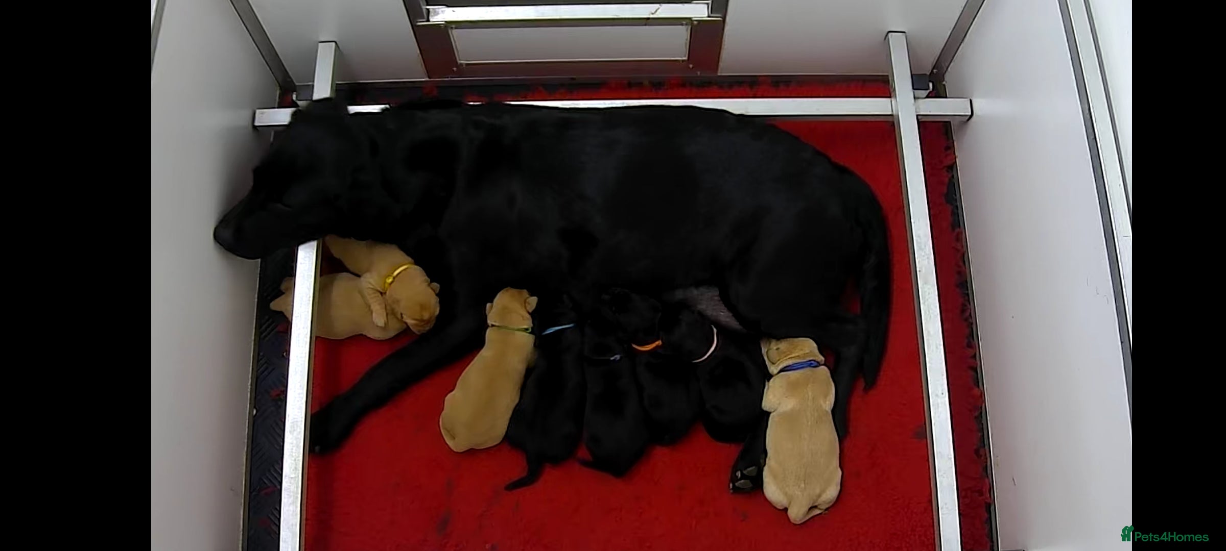 Labrador Retriever dogs Stunning 7th Generation Labrador Puppies - Advert 15