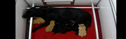 Labrador Retriever dogs for sale: Beautiful 7th Generation Labrador Puppies - Advert 4