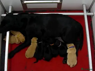 Labrador Retriever dogs Stunning 7th Generation Labrador Puppies - Advert 15