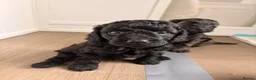 Cockapoo dogs for sale: STUNNING TOY COCKAPOOS  in Withernsea - Advert 14