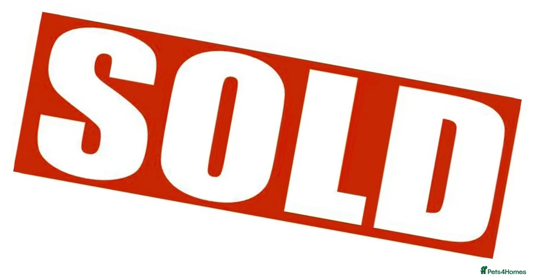 Parson Russell dogs for sale: Parson Pup - Advert 16