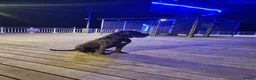 Cane Corso dogs for sale: 19 months Cane Corso male  in Bournemouth - Advert 5