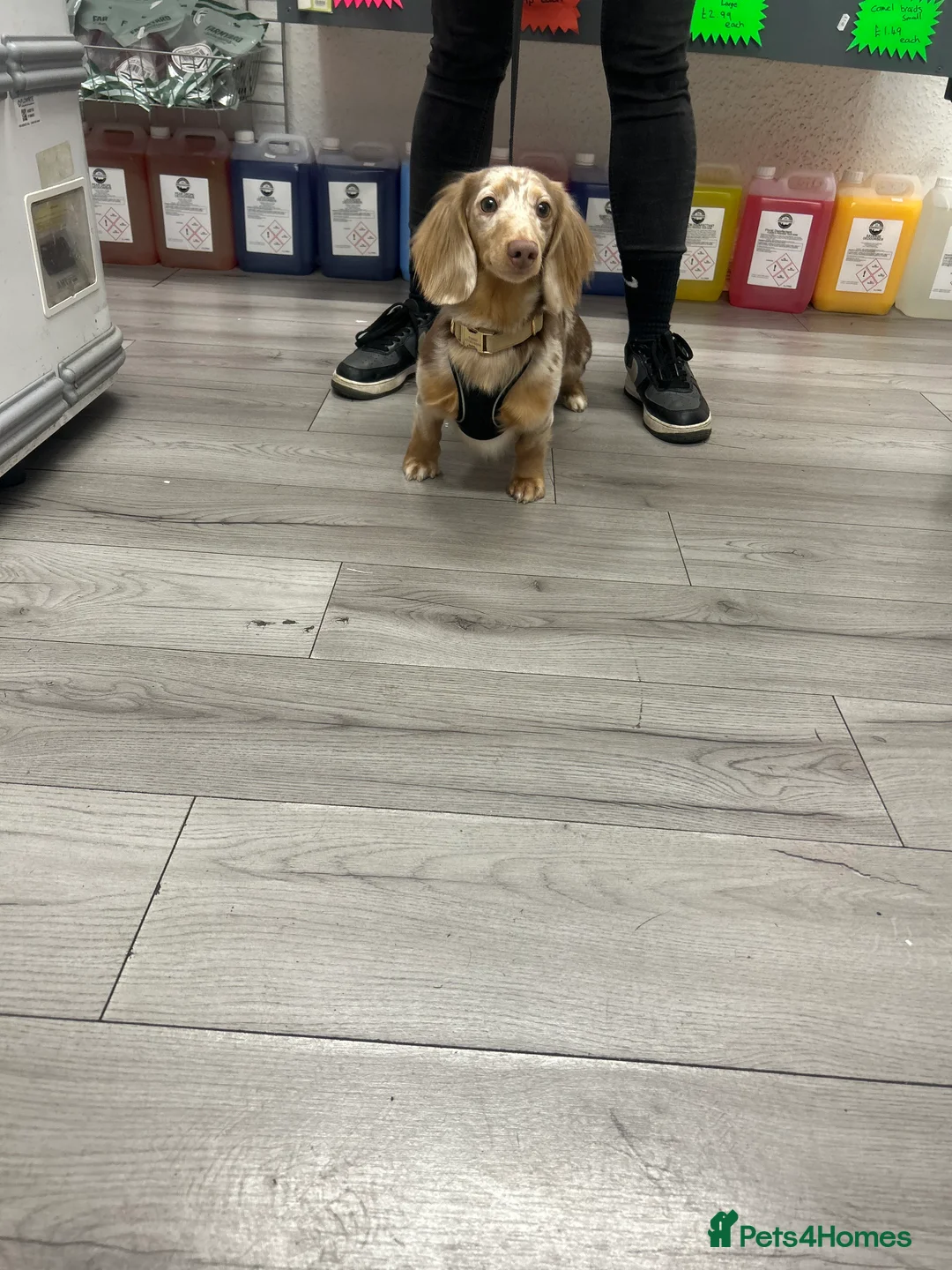 Miniature Dachshund dogs for stud: Mini dachshund stud - Advert 1