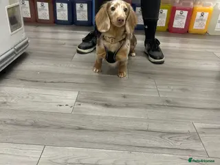 Miniature Dachshund dogs Mini dachshund stud - Advert 1