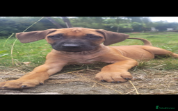 Rhodesian Ridgeback dogs for sale: KC reg chunky handsome pups - Image 1
