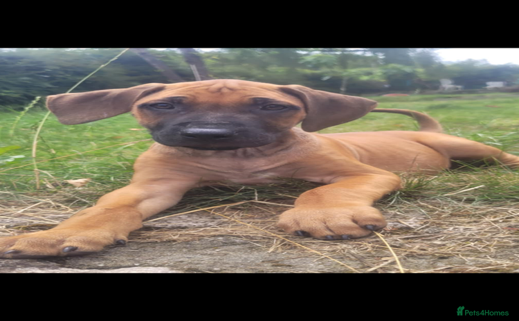 Rhodesian Ridgeback dogs - Advert 1
