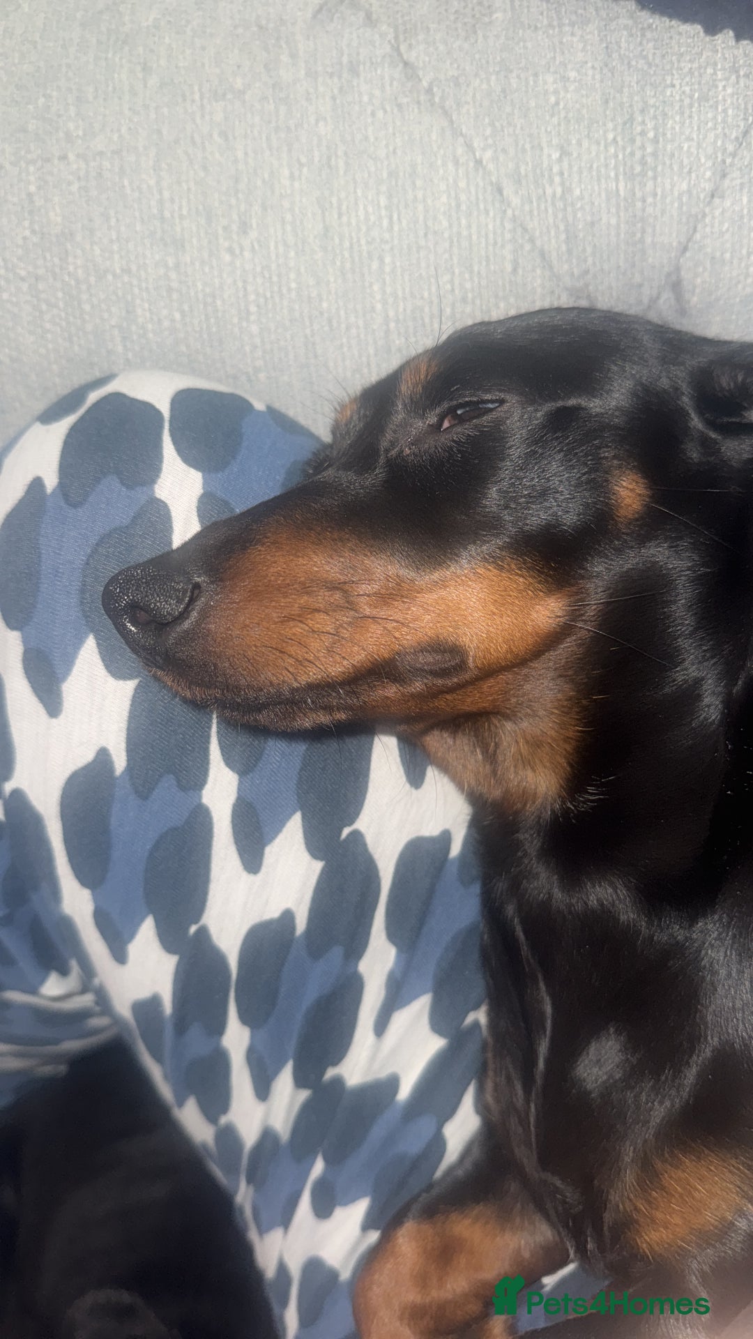 Miniature Dachshund dogs for sale: 2 4yr old daschunds for rehoming - Image 2