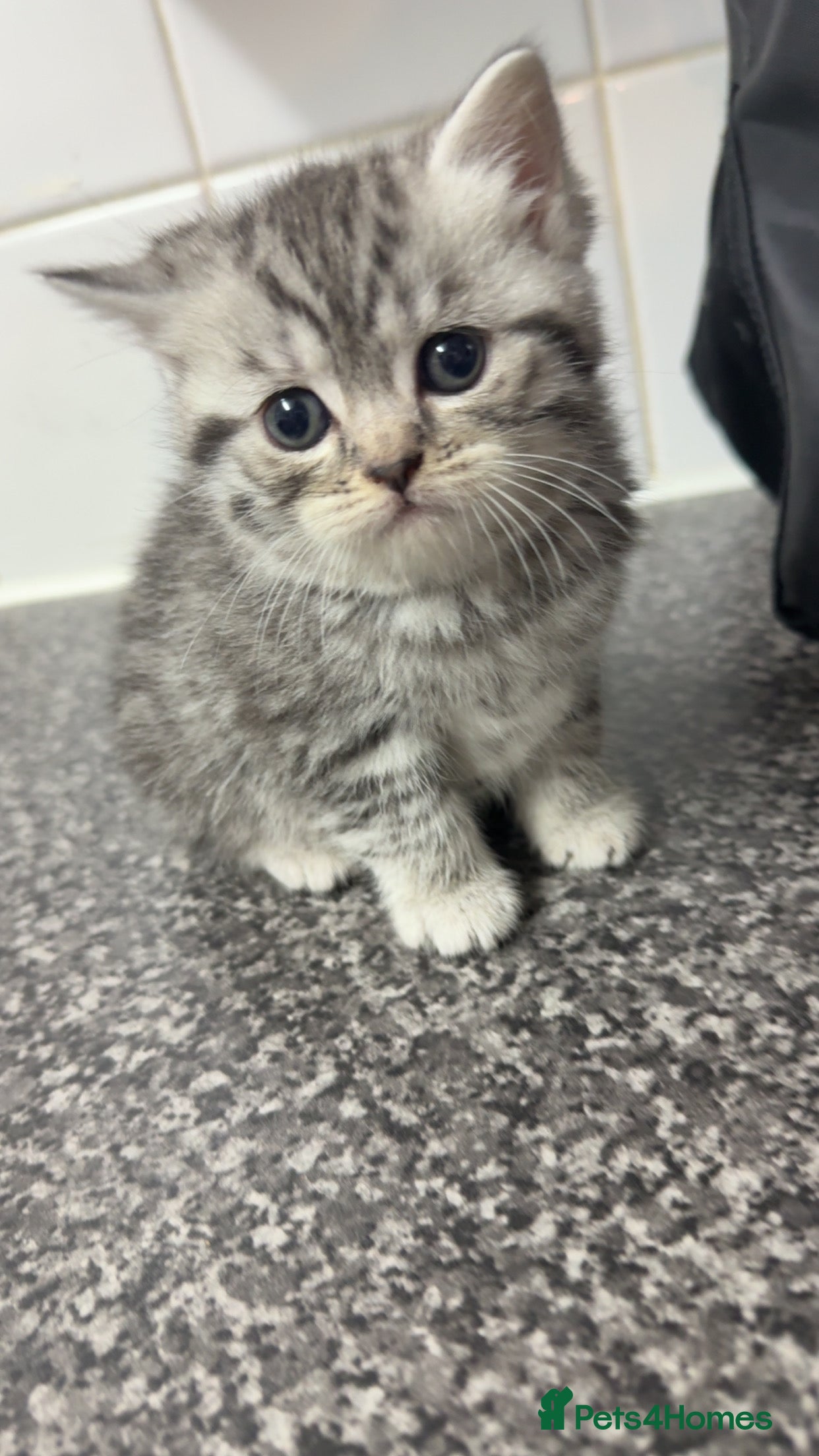 British Shorthair cats 1 beautiful tabby BSH kitten READY NOW! - Advert 17