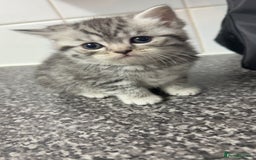 British Shorthair cats for sale: 4 beautiful tabby british shorthair kittens - Advert 1