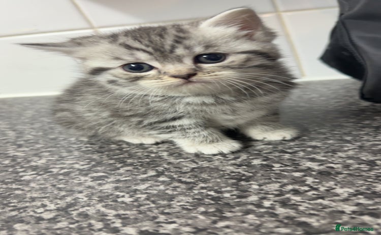 British Shorthair cats 4 beautiful tabby british shorthair kittens - Advert 1