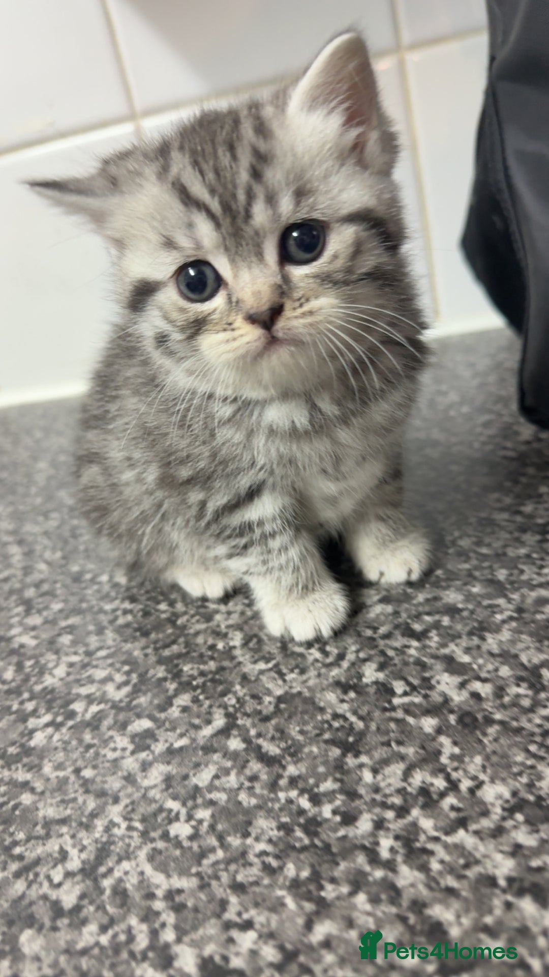 British Shorthair cats for sale: 4 beautiful tabby british shorthair kittens - Advert 1