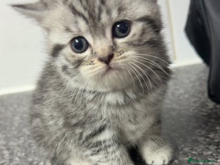 British Shorthair cats for sale: 4 beautiful tabby british shorthair kittens - Advert 1