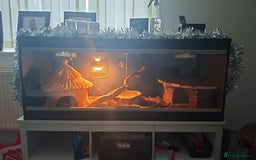 Python Snake reptiles for sale: Royal python  - Advert 3