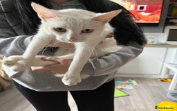 Mixed Breed cats for sale: 1 ginger kitten male  - Image 4