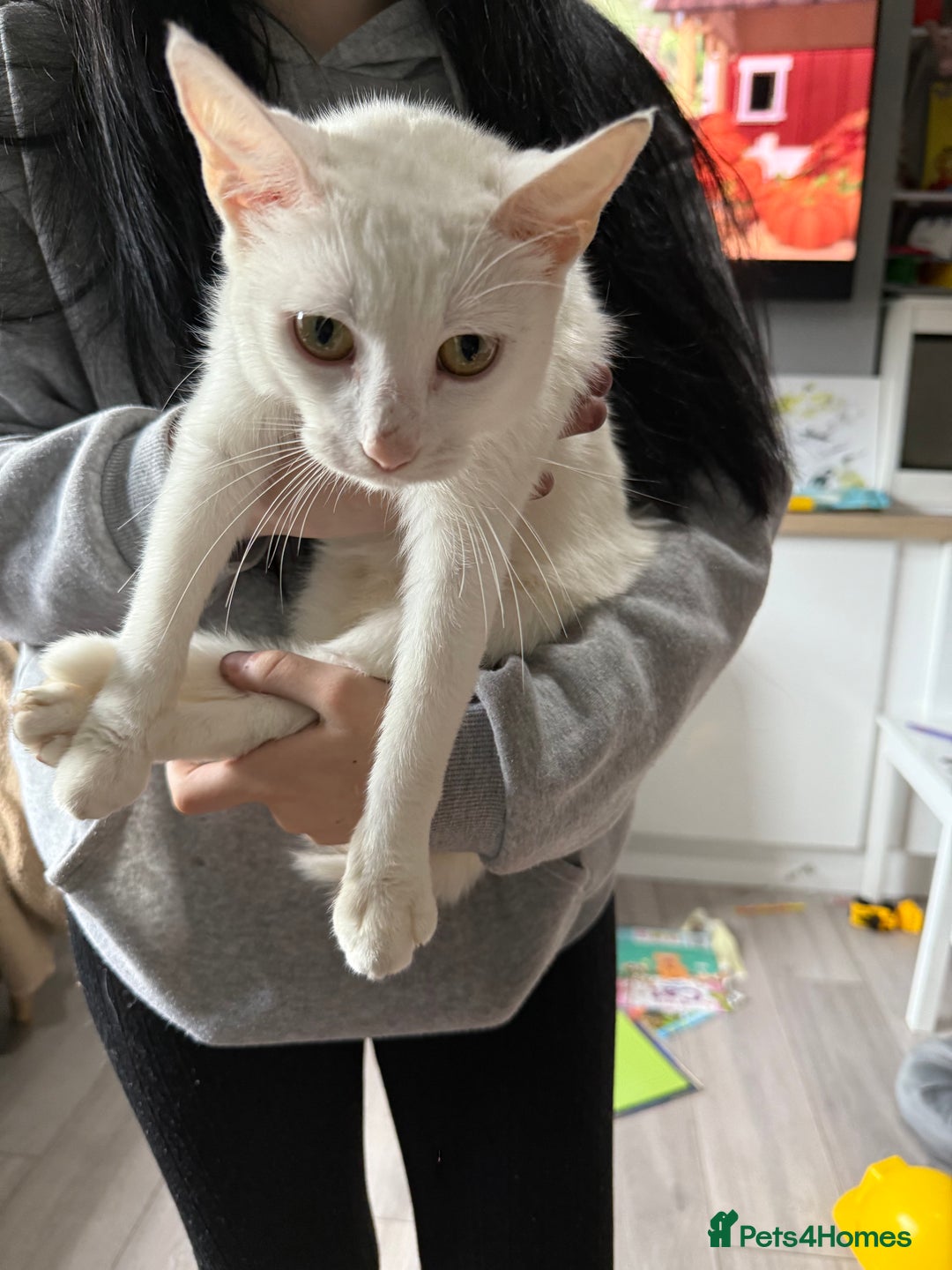 Mixed Breed cats for sale: 1 ginger kitten male  - Image 4