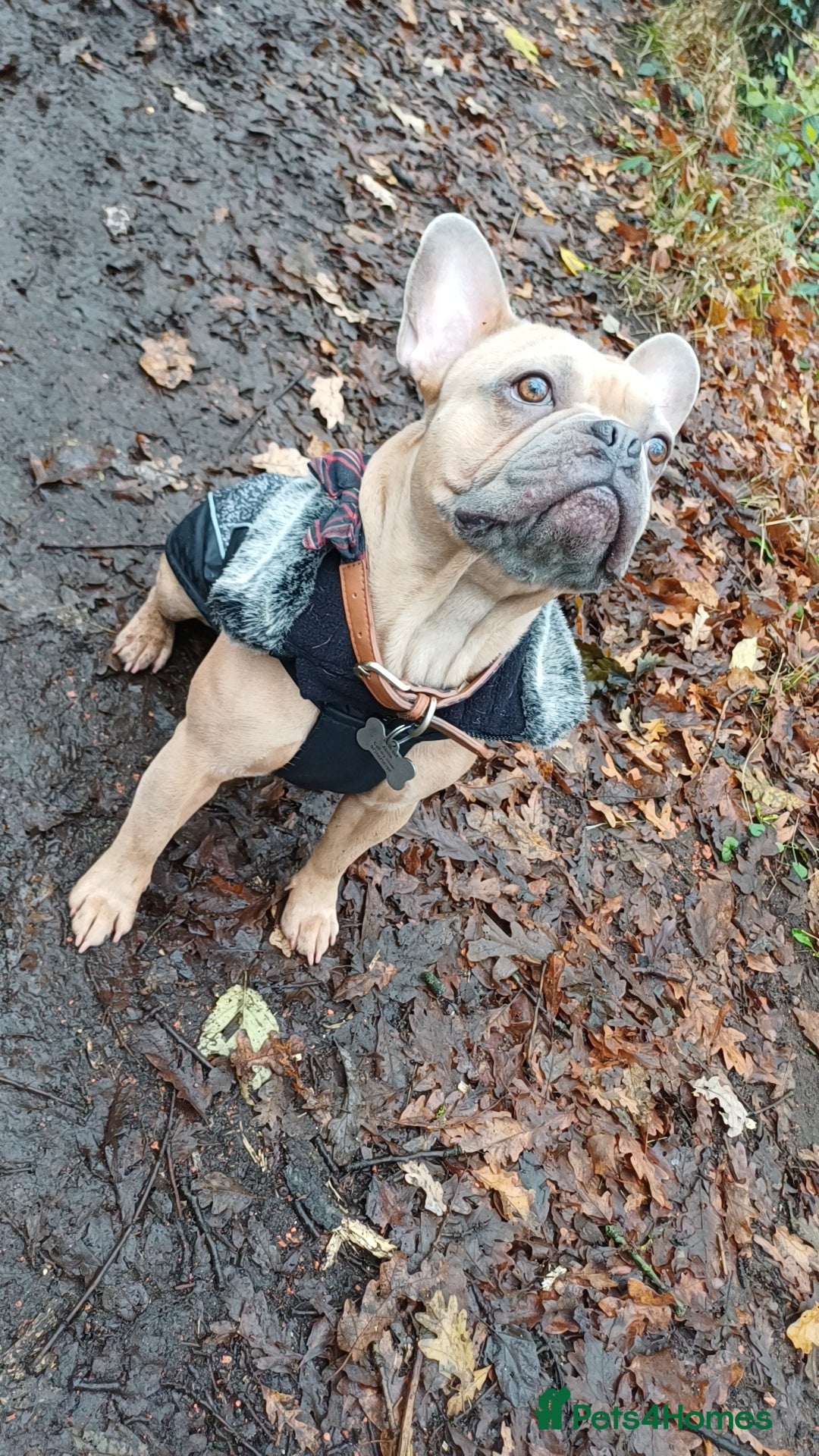 French Bulldog dogs for stud: Archie the stud dog  - Image 5