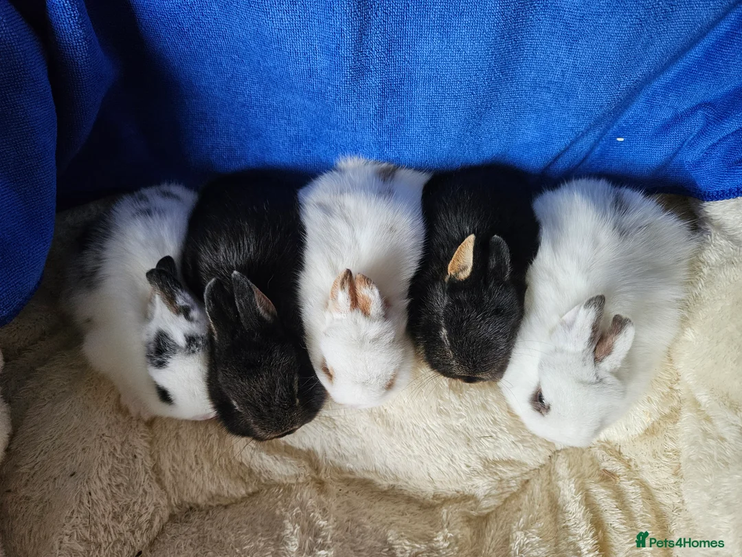 Netherland Dwarf rabbits for sale: Netherland Dwarf bunnies  - Advert 2