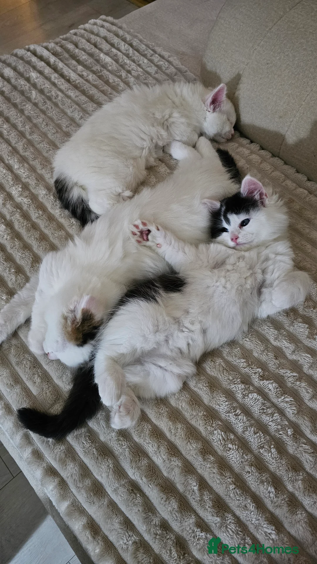 Turkish Angora cats for sale: Black and white kitten ready for a new home 🐾 - Advert 13